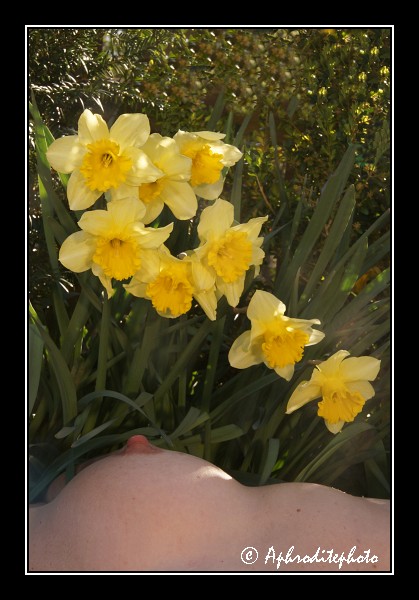 110 Jonquilles printanières 5